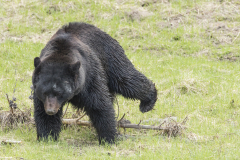 Yellowstone2018-032