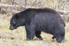 Yellowstone2018-033