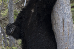 Yellowstone2018-034