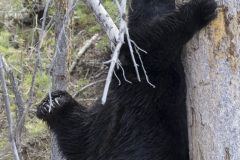 Yellowstone2018-035