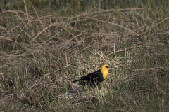 Yellowstone2018-036