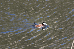 Yellowstone2018-037