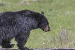 Yellowstone2018-038