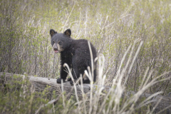 Yellowstone2018-039